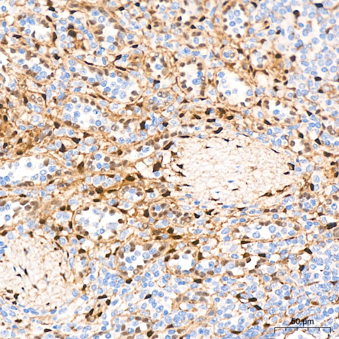 YAP1 Antibody (10G4S10)