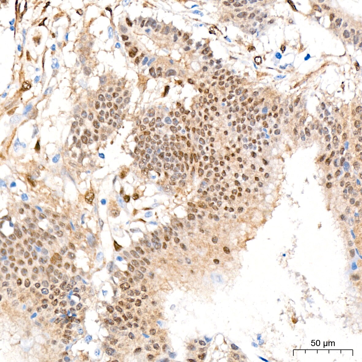 YAP1 Antibody (10G4S10)
