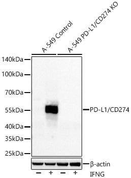 PD-L1 Antibody (4V8L4)