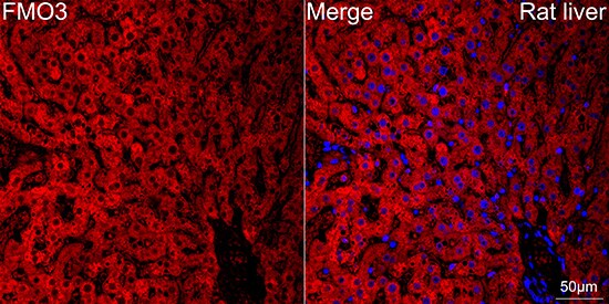 FMO3 Antibody (6Q10X9)