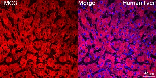 FMO3 Antibody (6Q10X9)