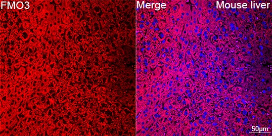 FMO3 Antibody (6Q10X9)