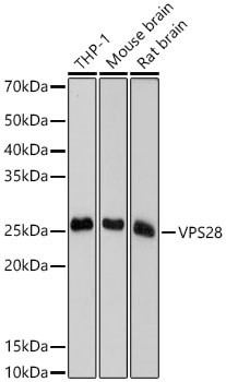 VPS28 Antibody (4F8M0)
