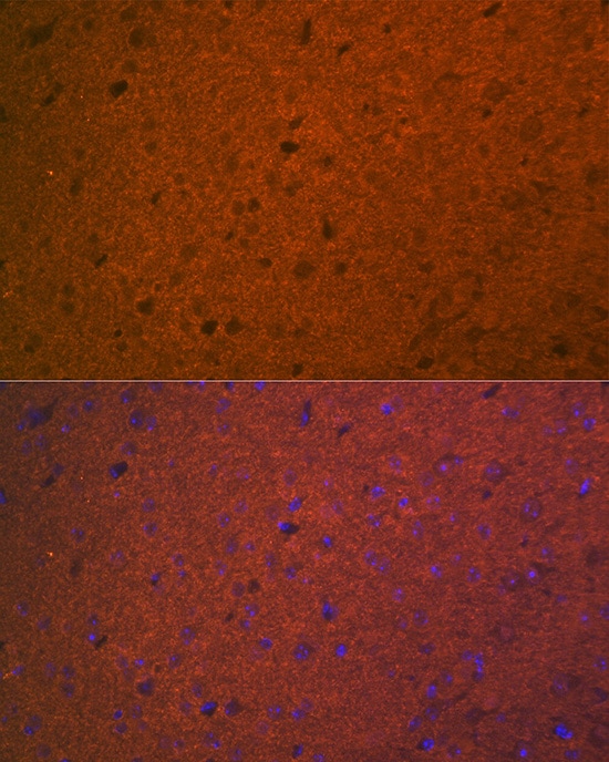 Syntaxin 1A Antibody (2B2F10)