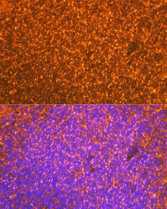 EBI3 Antibody (9J1H4)