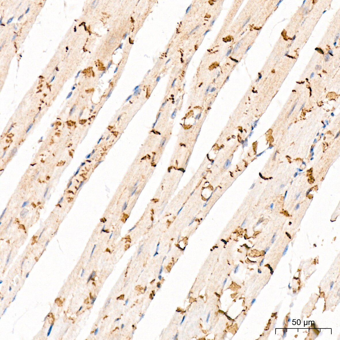 CTNNA3 Antibody (8F1U7)