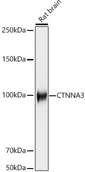 CTNNA3 Antibody (8F1U7)