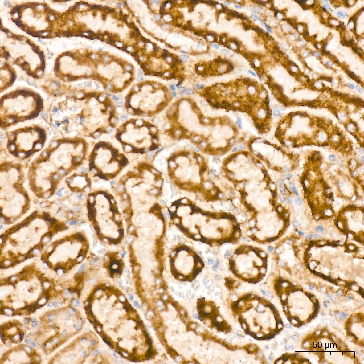 Bcl G Antibody (6R9F3)