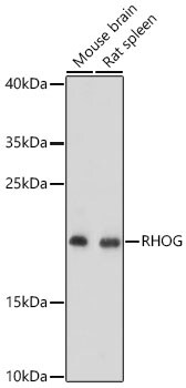 RhoG Antibody - Azide and BSA Free