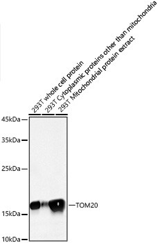 TOMM20 Antibody (10G6I8)