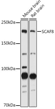 SCAF8/RBM16 Antibody - Azide and BSA Free