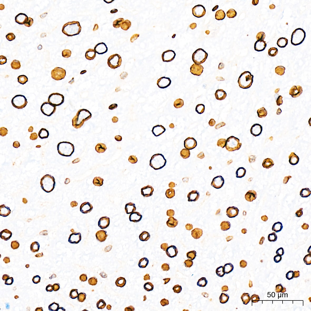 Lamin A + C Antibody (4L8Q0)