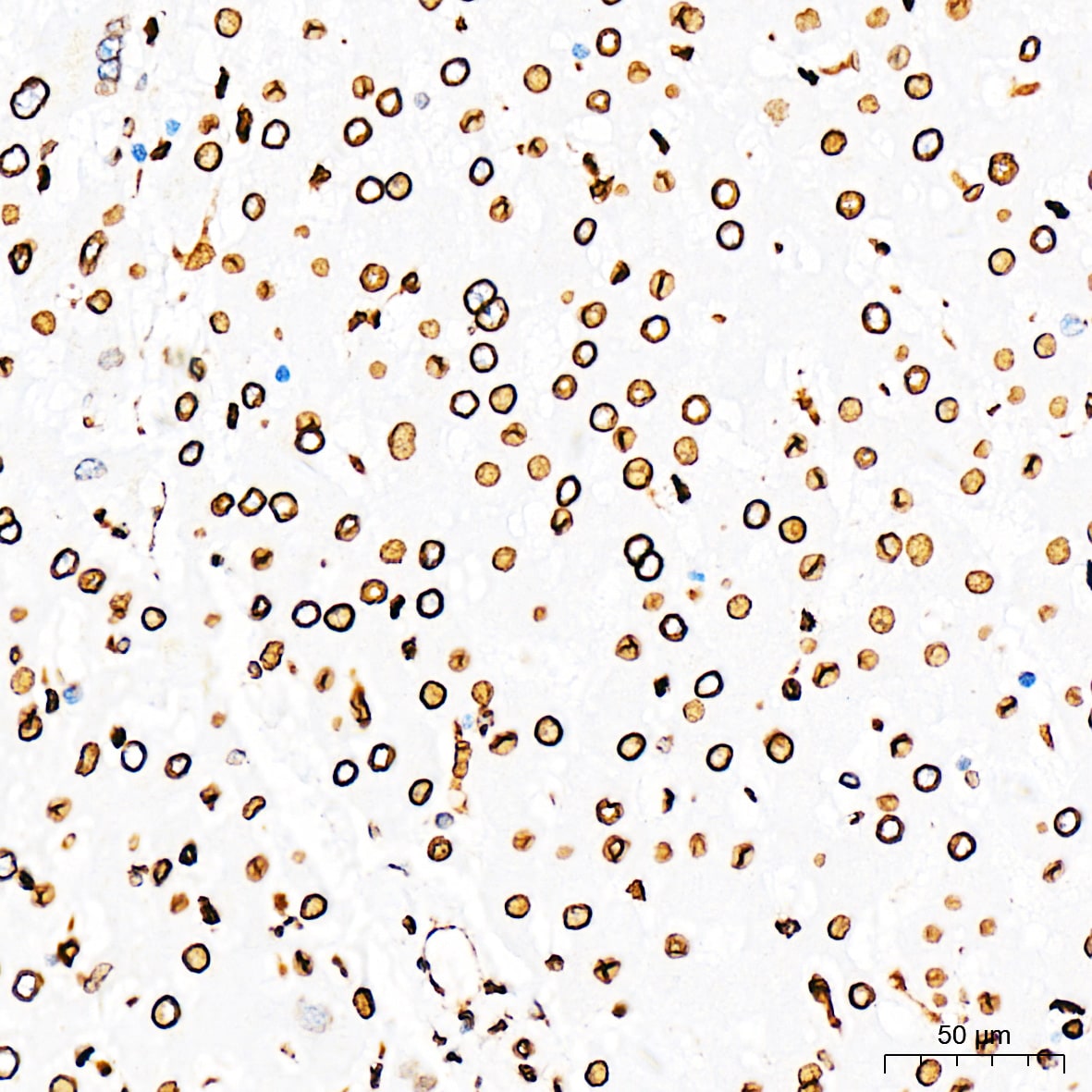 Lamin A + C Antibody (4L8Q0)