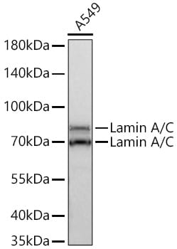 Lamin A + C Antibody (4L8Q0)