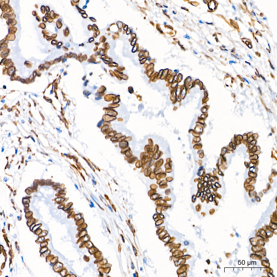 Lamin A + C Antibody (4L8Q0)