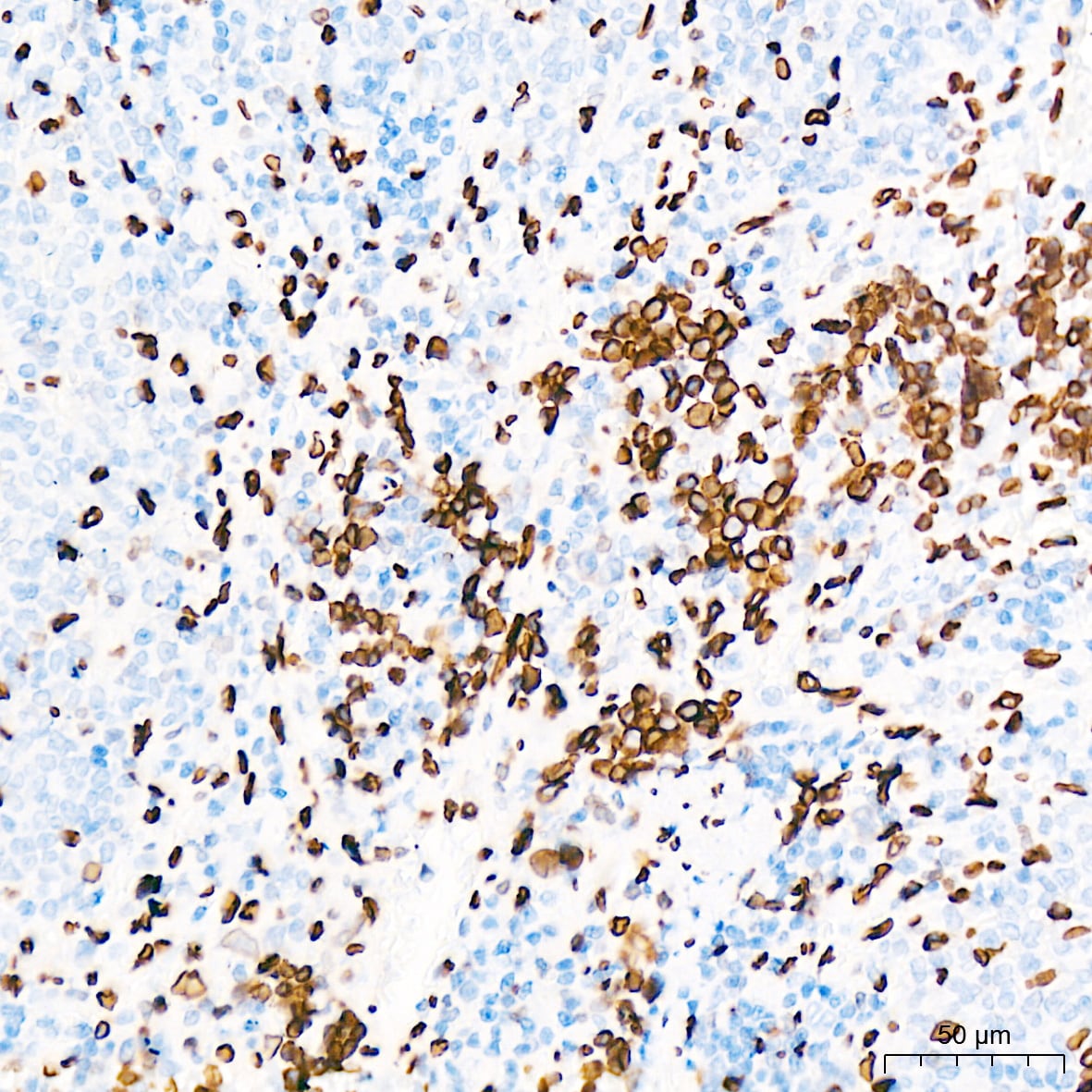 Lamin A + C Antibody (4L8Q0)