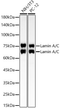 Lamin A + C Antibody (4L8Q0)