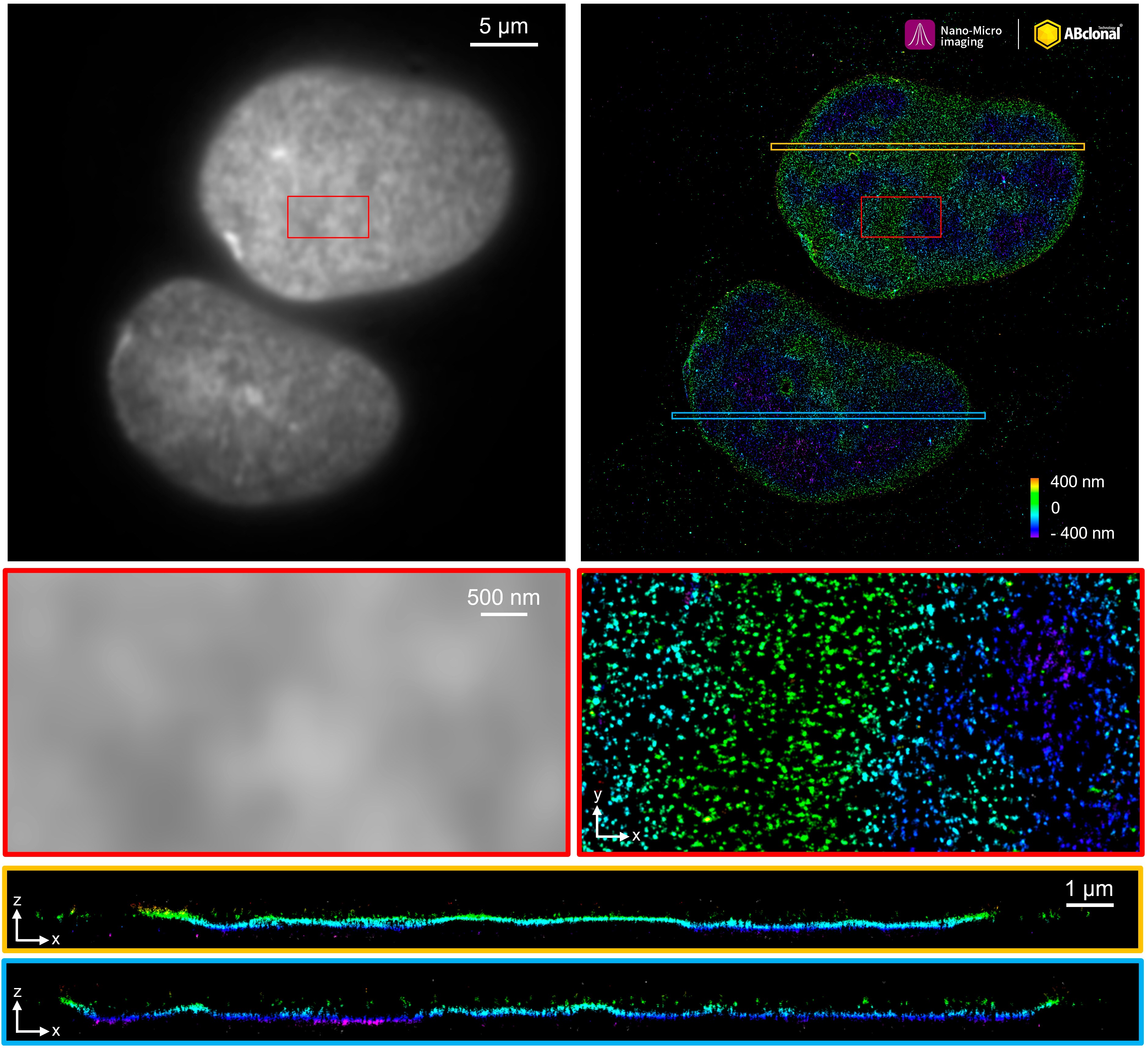 Lamin A + C Antibody (4L8Q0)