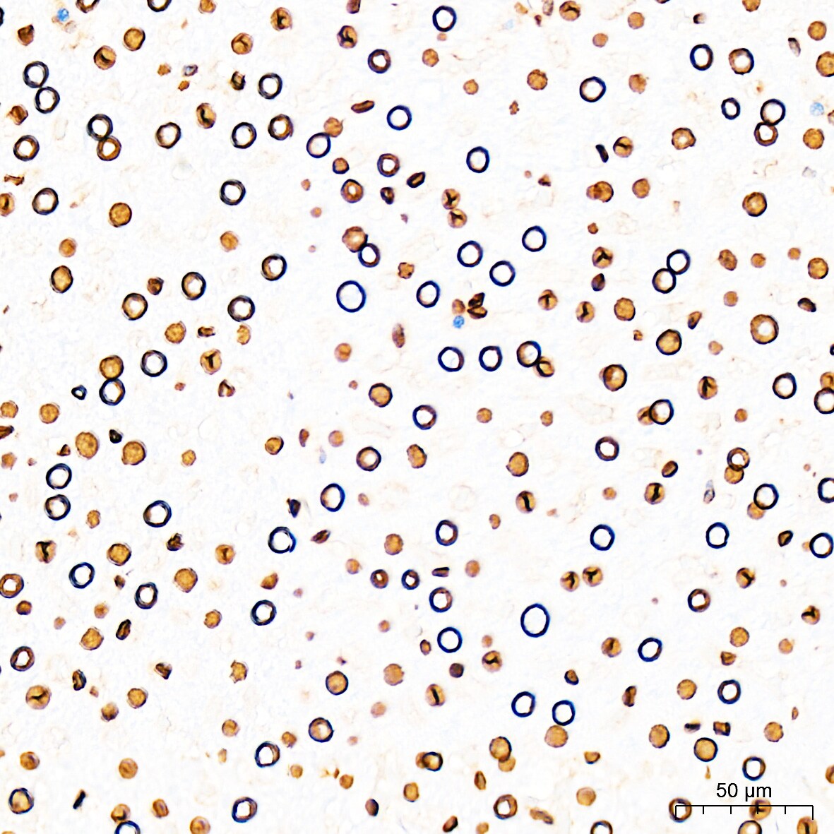 Lamin A + C Antibody (4L8Q0)
