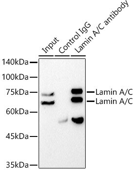 Lamin A + C Antibody (4L8Q0)