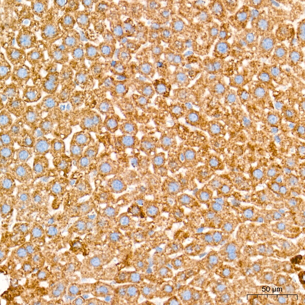 AIF Antibody (5F0Y1)