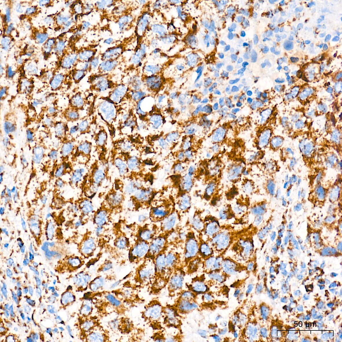 AIF Antibody (5F0Y1)