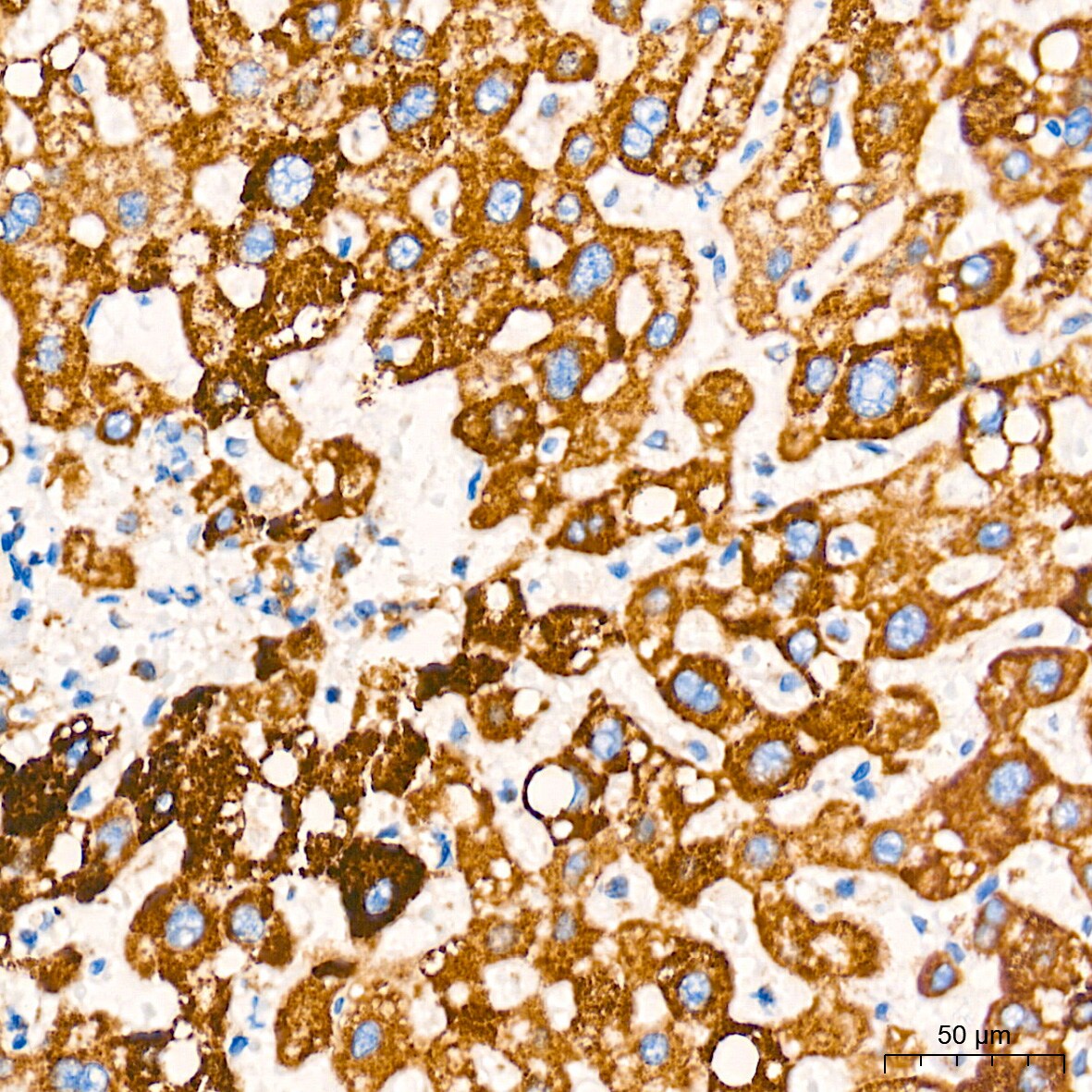 AIF Antibody (5F0Y1)