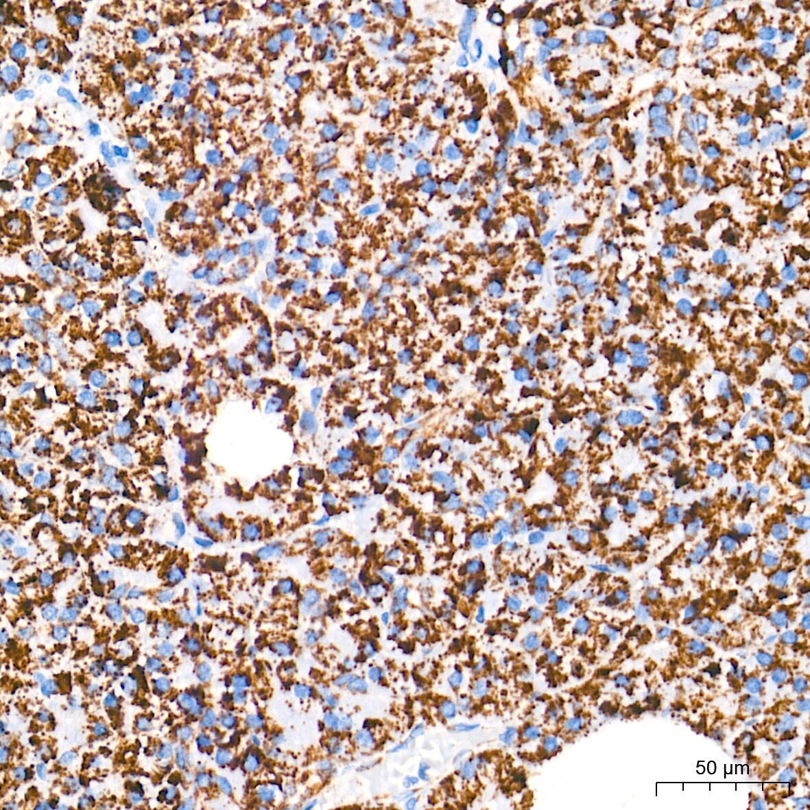 AIF Antibody (5F0Y1)