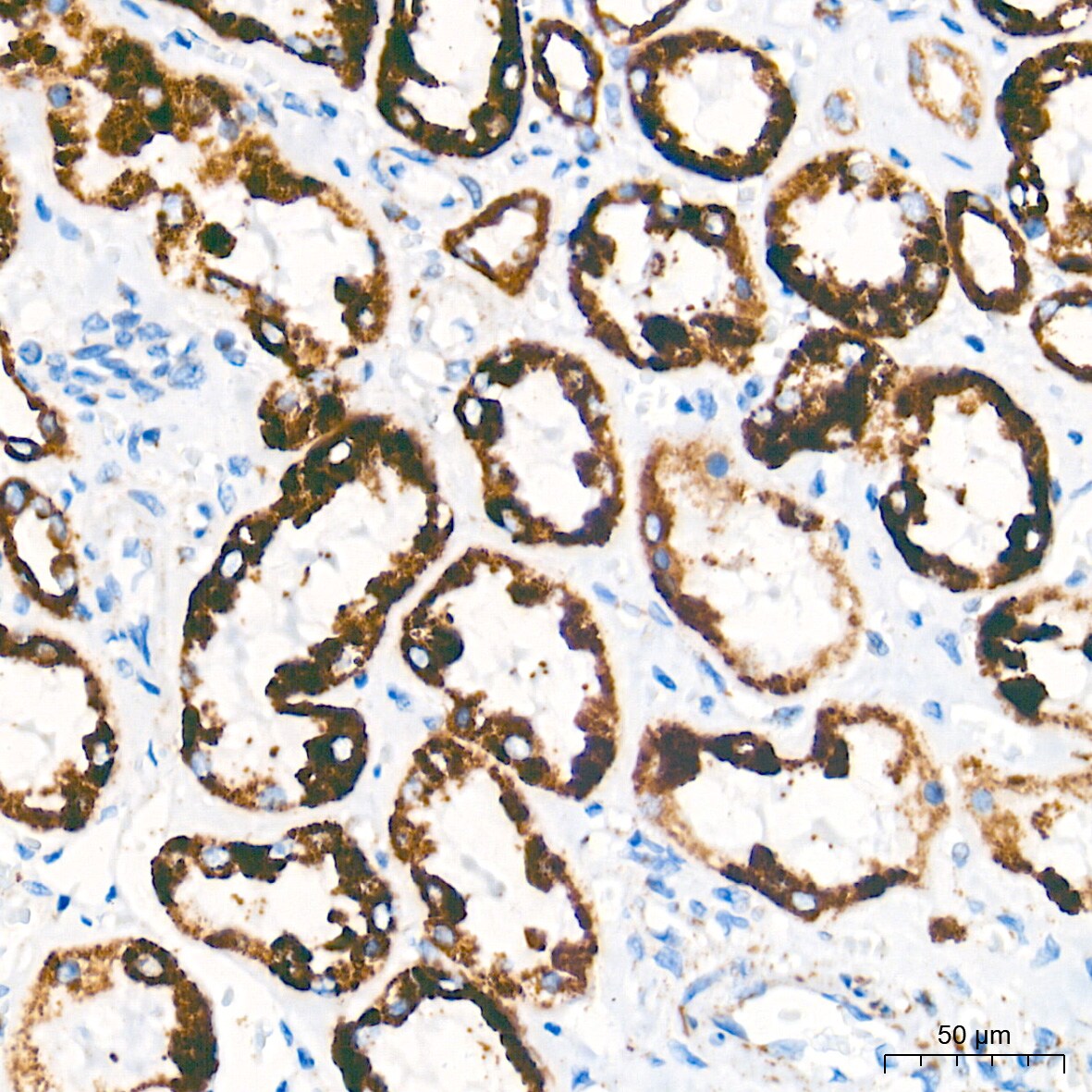 AIF Antibody (5F0Y1)