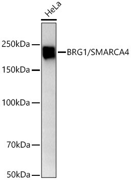 Brg1 Antibody (4N9C4)