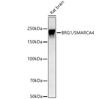 Brg1 Antibody (4N9C4)
