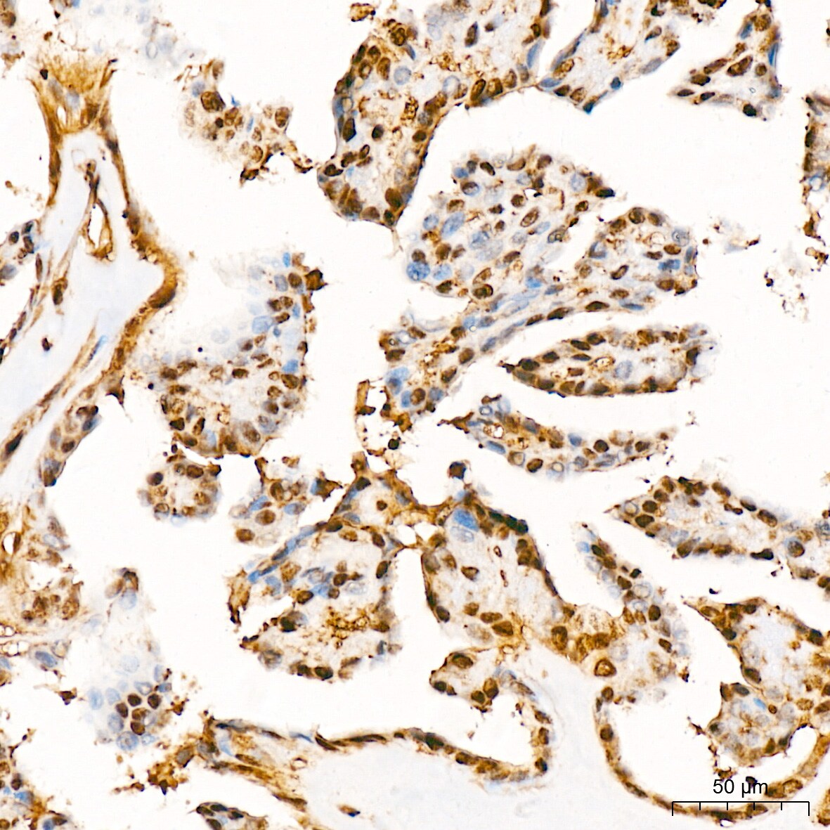 ERK1 Antibody (0B0C1)