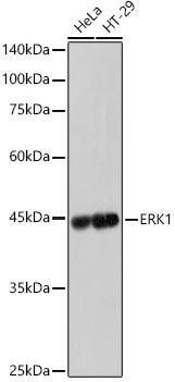 ERK1 Antibody (0B0C1)