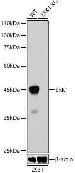 ERK1 Antibody (0B0C1)