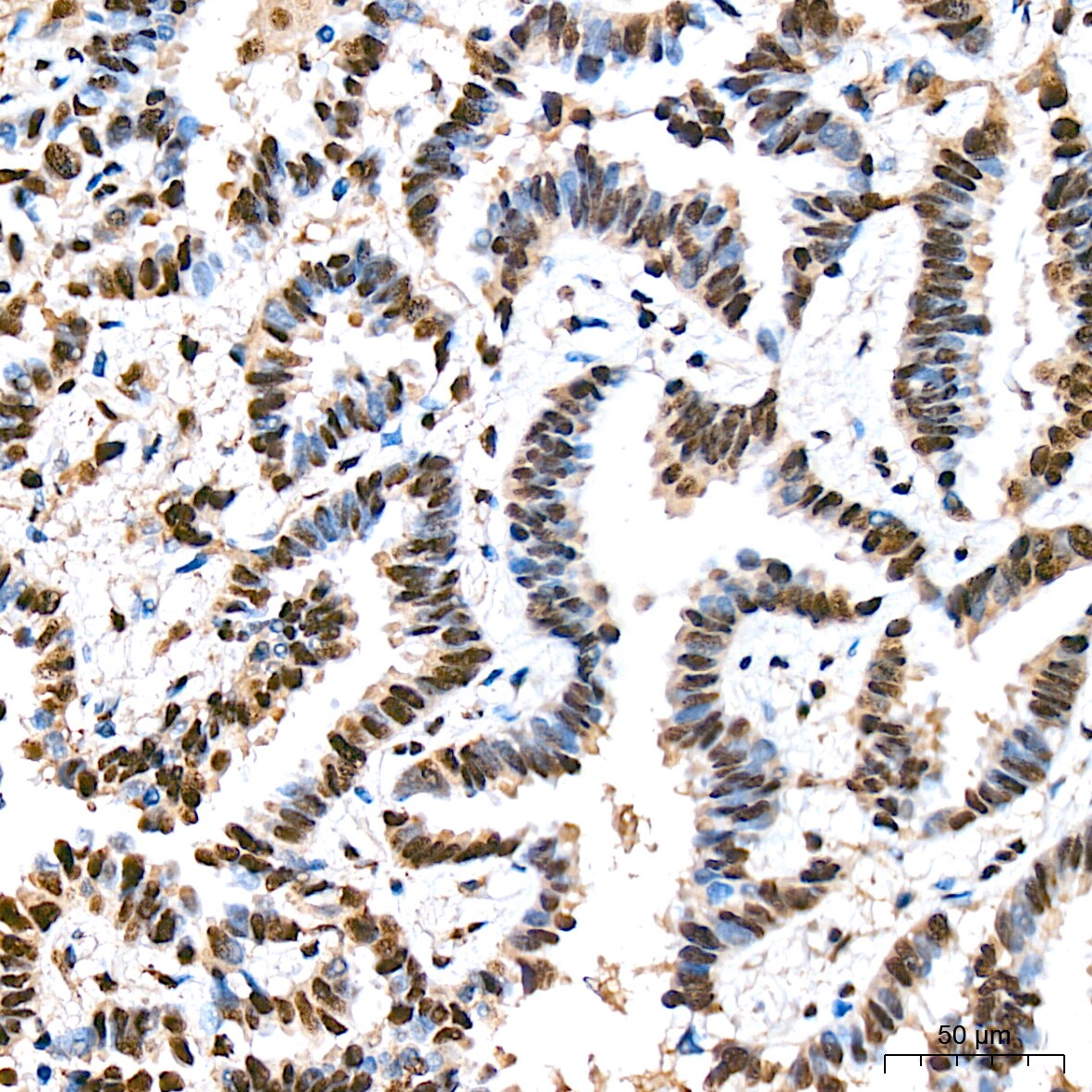 COP9 Antibody (7V1L8)