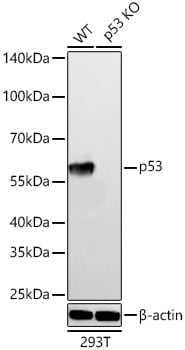 p53 Antibody (9D6F7)