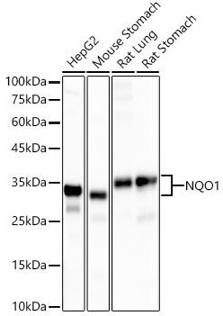 NQO-1 Antibody (1O2N3) NQO-1 Antibody (1O2N3)