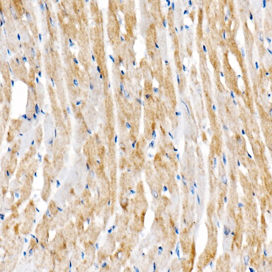 BNIP3 Antibody (2P7B8)