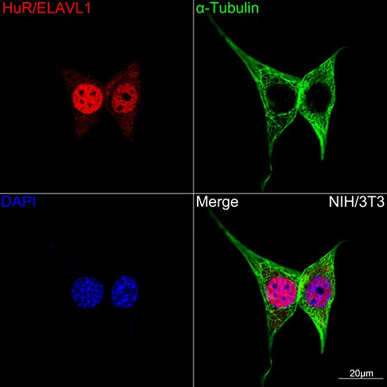 HuR/ELAVL1 Antibody (9Q6L3)