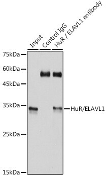 HuR/ELAVL1 Antibody (9Q6L3)