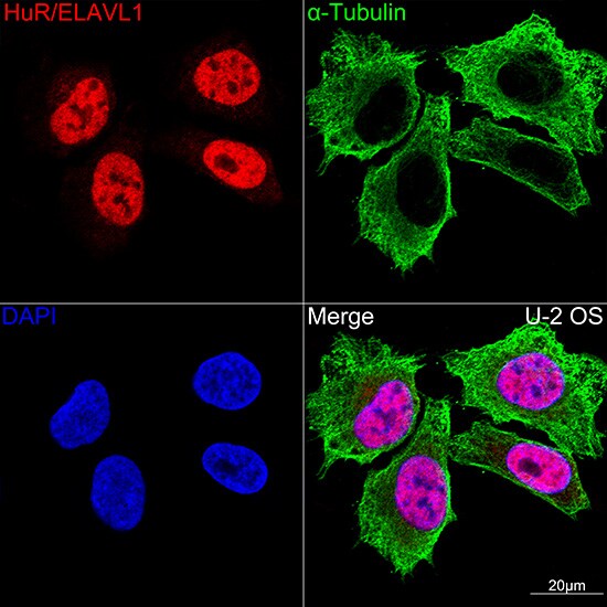 HuR/ELAVL1 Antibody (9Q6L3)
