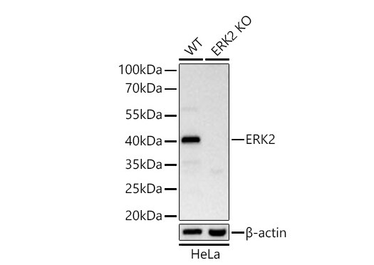 ERK2 Antibody (2K9N9)