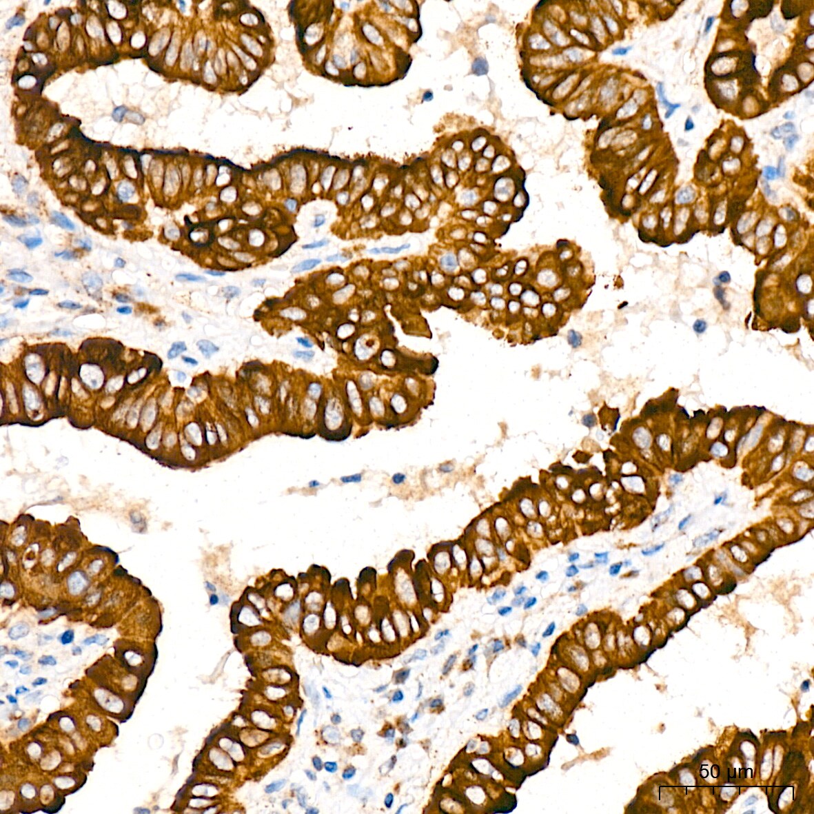 alpha COP I Antibody (3W6Y6)