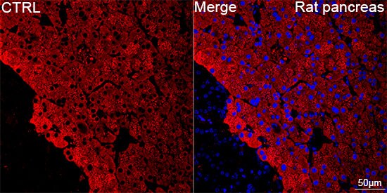 Chymotrypsin-like protease Antibody (10Z4K3)