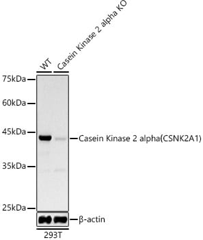 Casein Kinase 2 alpha Antibody (2P3M7)