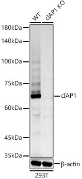 cIAP-1/HIAP-2 Antibody (2L0W9)
