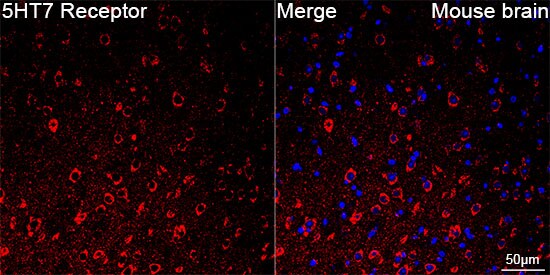 5-HT7 Antibody (4E6D2)