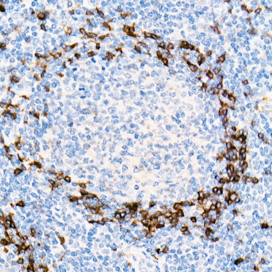 IGHD Antibody (5M8U3)