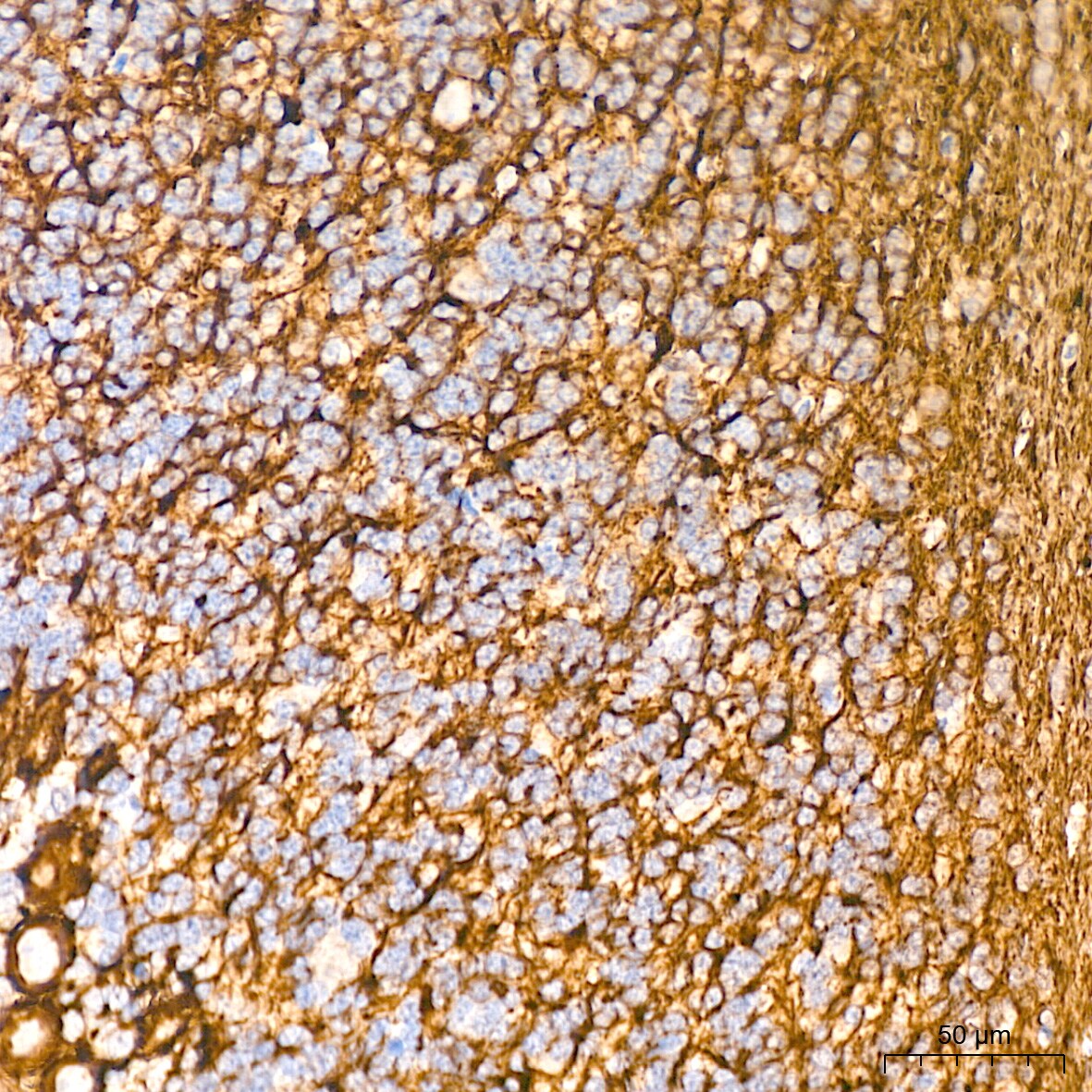 NF-L Antibody (3L9Y10) - Azide and BSA Free