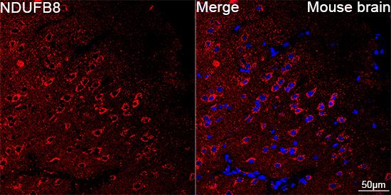 NDUFB8 Antibody (6T8G1)